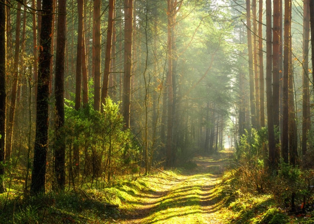 enchanted forest, filled with cedarwood, organic grooming products come from nature
