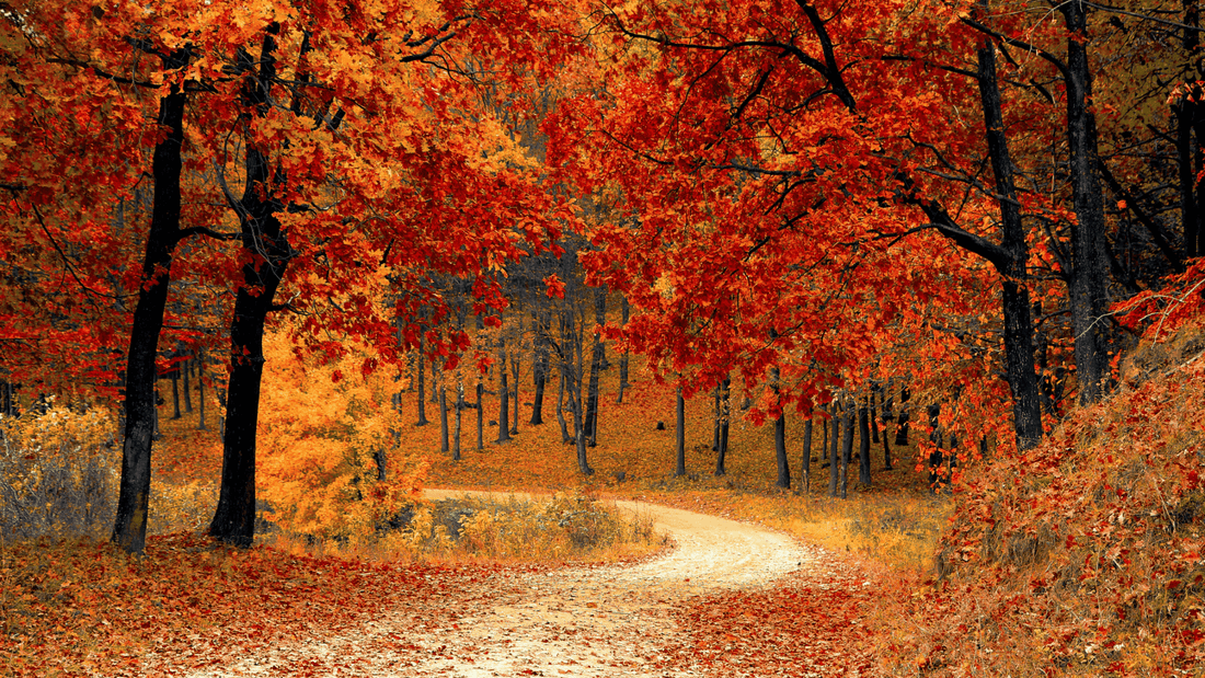 Sandalwood, cedarwood and musk fragrance notes with fall leaves. Beautiful fall colors, trees, pathway, forest, national park