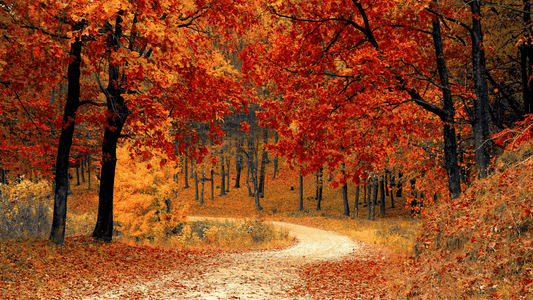 Sandalwood, cedarwood and musk fragrance notes with fall leaves. Beautiful fall colors, trees, pathway, forest, national park