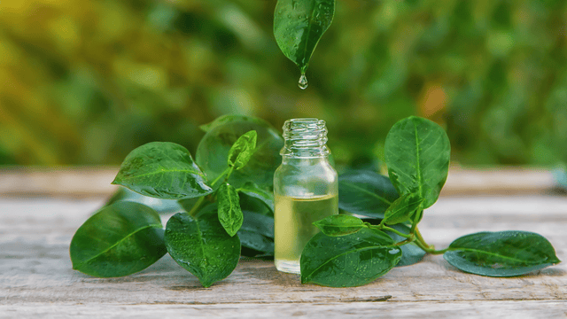 Tea tree essential oil bottle with green leaves and a comb, emphasizing hair and scalp care.